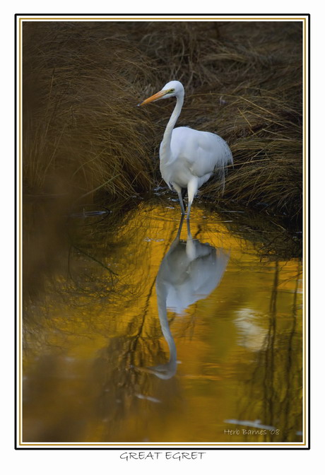 WADING BIRDS