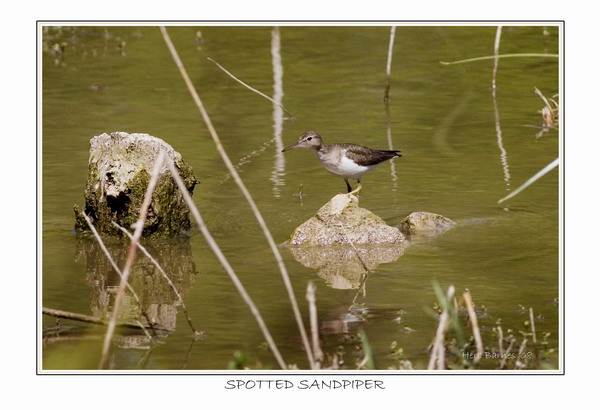 TROPICAL U. S. BIRDS FOUND ALONG THE RIO GRANDE IN SOUTHERN TEXAS