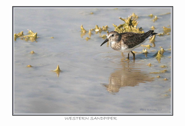 WADING BIRDS