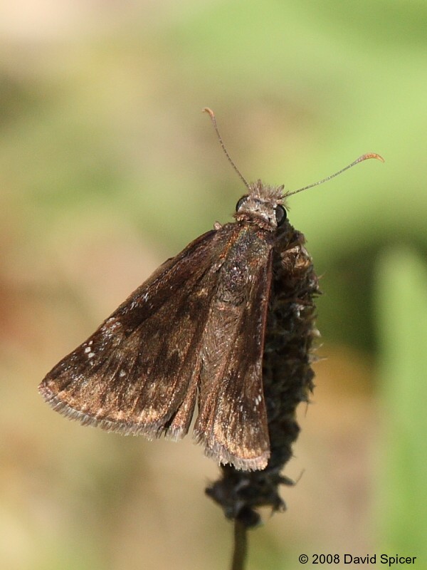 Duskywing