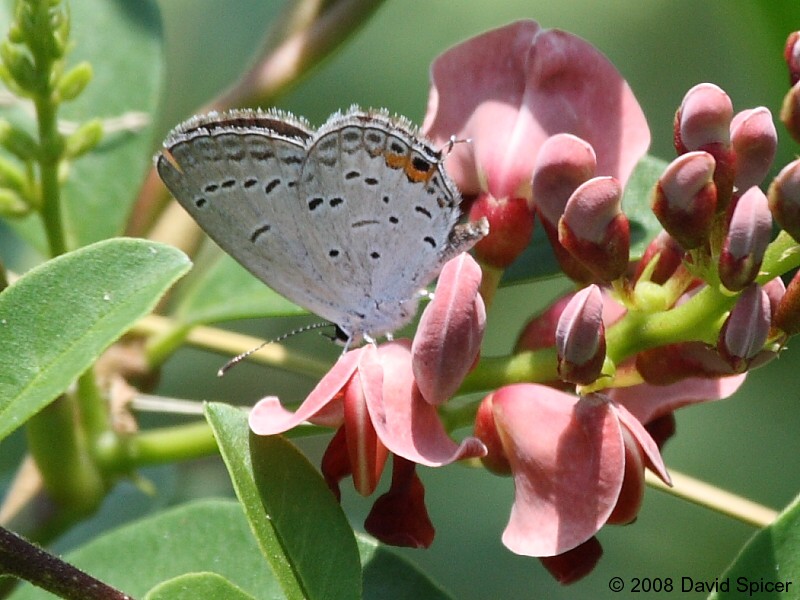 Eastern Tailed-blue