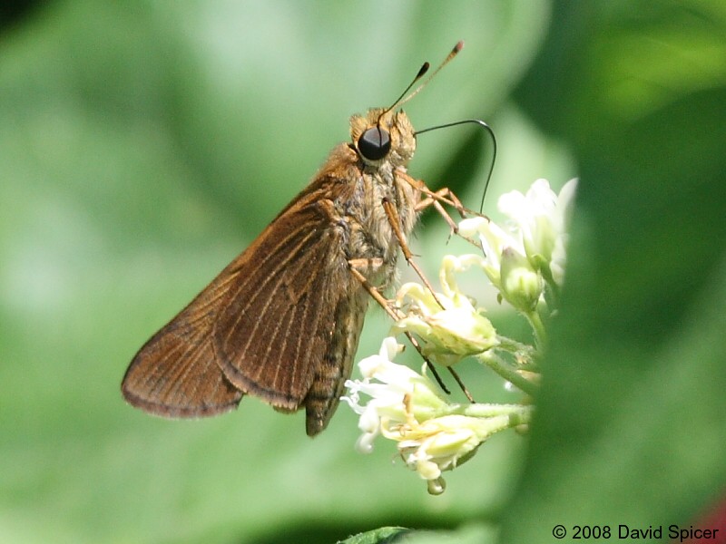 Ocola Skipper