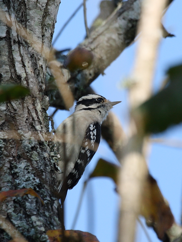 Downy Woodpecker
