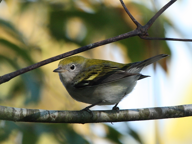 Chestnut-sided Warbler
