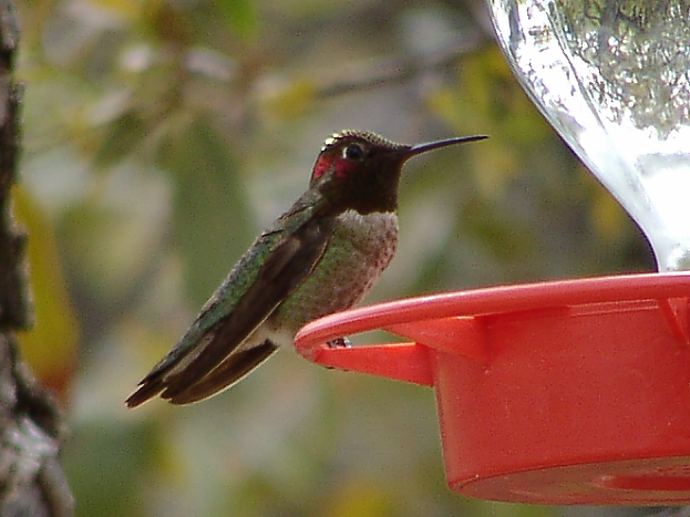Annas Hummingbird