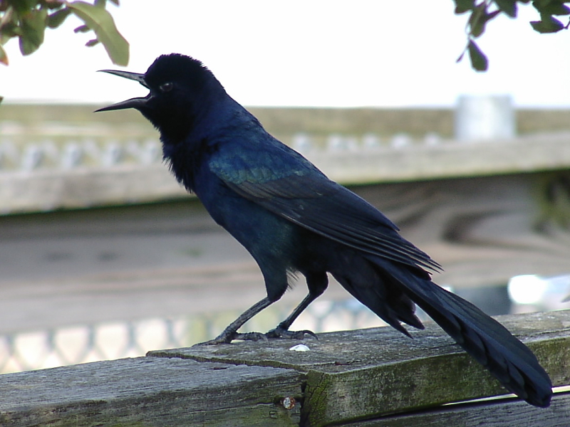 Boat-tailed Grackle