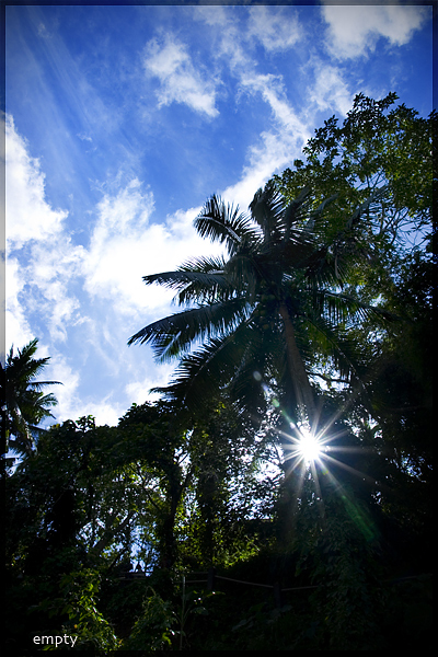 Trees.jpg
