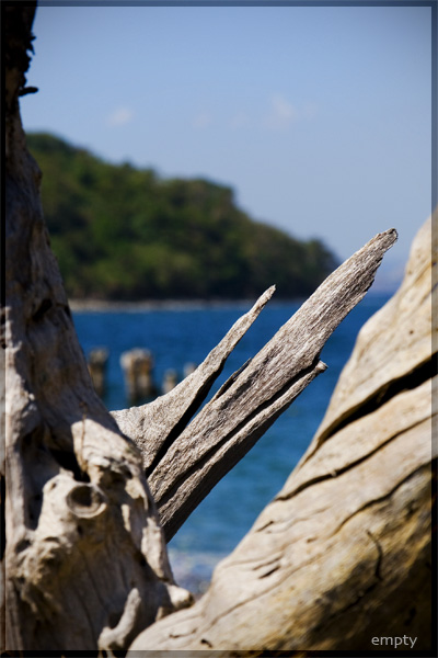 Driftwood.jpg