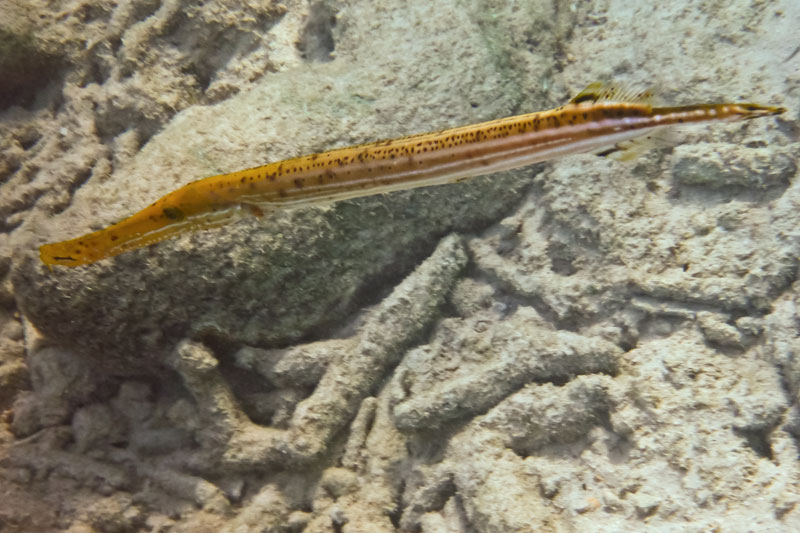 TrumpetFish0700cr-w.jpg