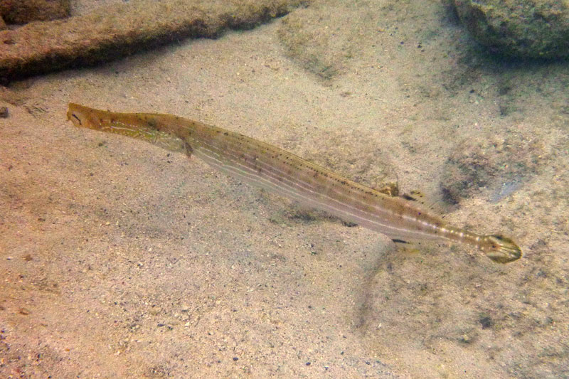 Trumpetfish0373w.jpg