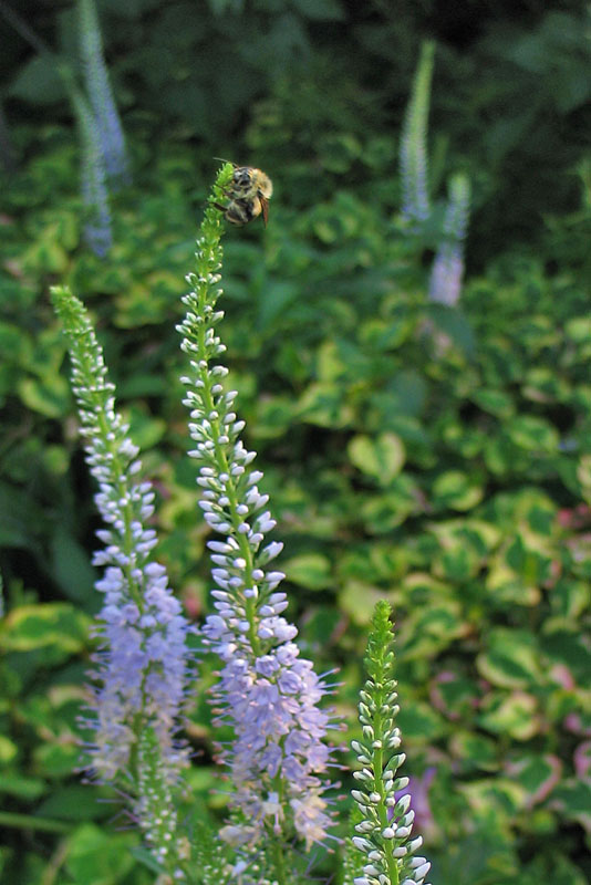 BeeVeronica7204w.jpg