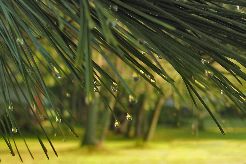 Pine Tears