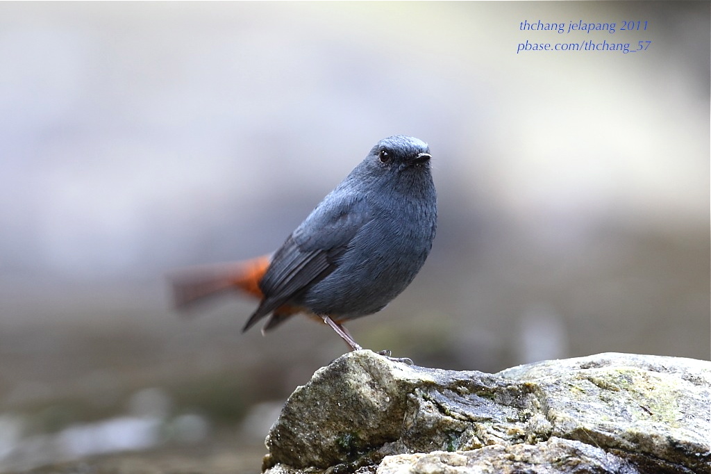 Plumbeous Water Redstart