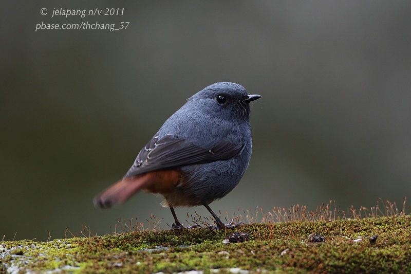 Plumbeous Water Redstart