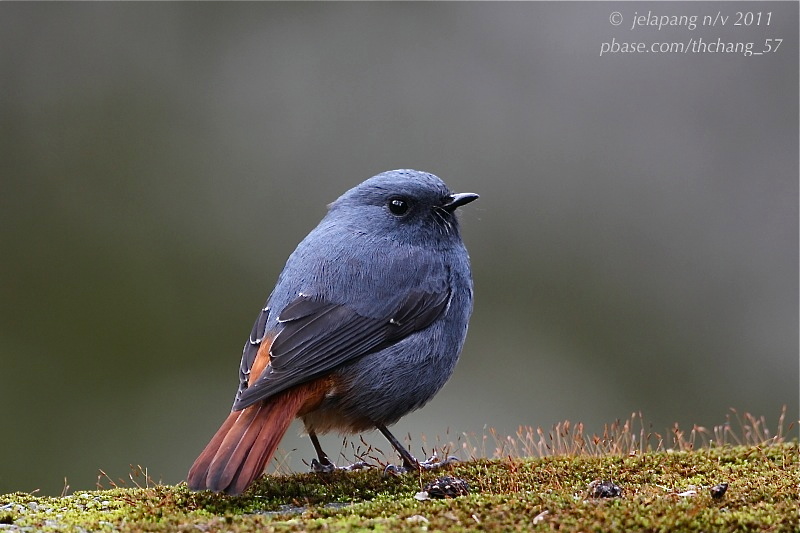 Plumbeous Water Redstart