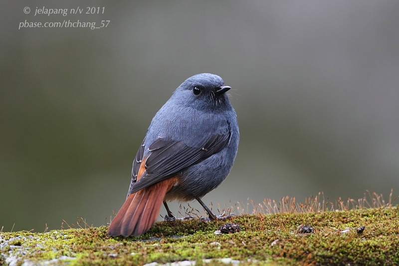 Plumbeous Water Redstart