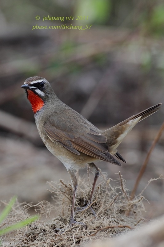 Siberian Rubythroat (Luscinia calliope)