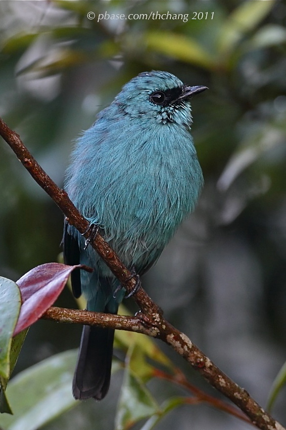 Verditer Flycatcher (Eumyias thalassina)