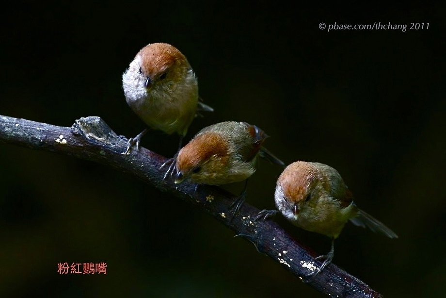 Vinous-throated Parrotbill (Paradoxornis webbianus)