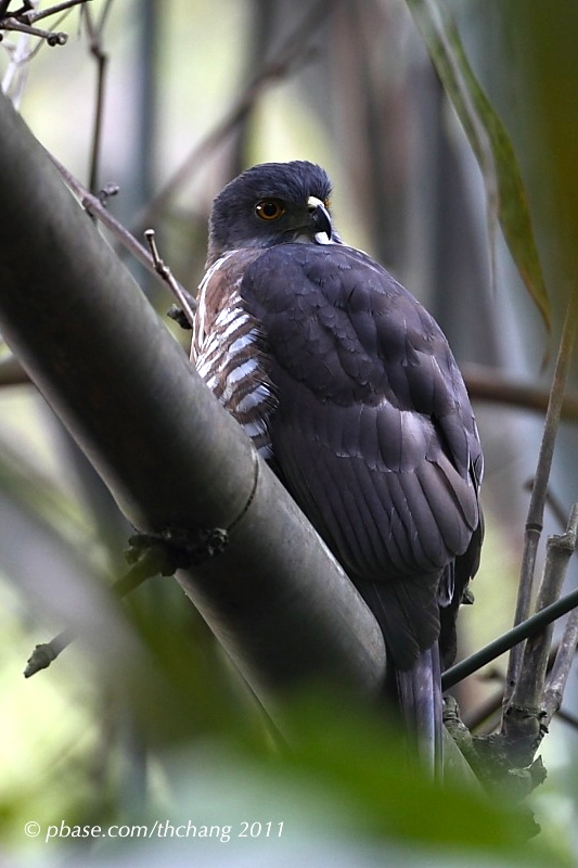 Bersa (Accipiter virgatus)