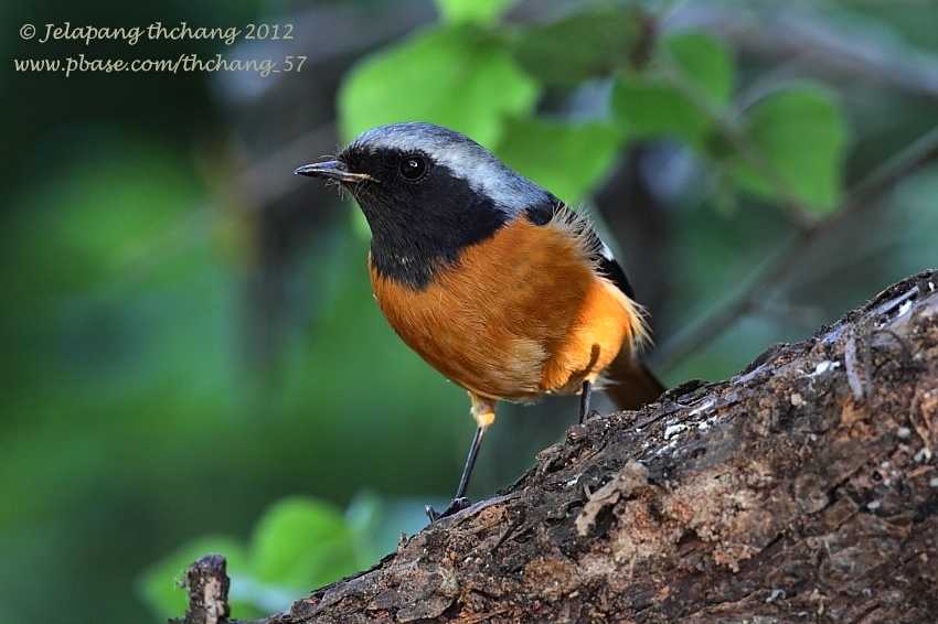 Daurian Redstart (Phoenicurus auroreus)