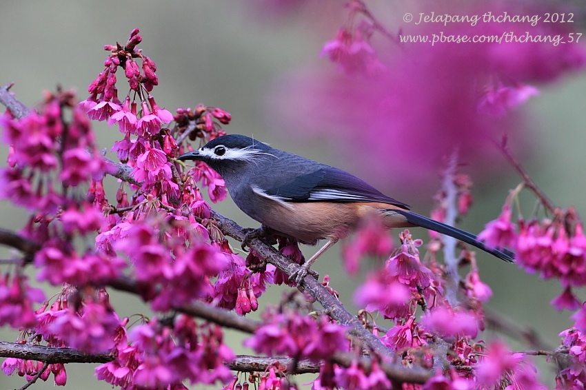 White-eared Sibia (Heyerophasia auricularis)