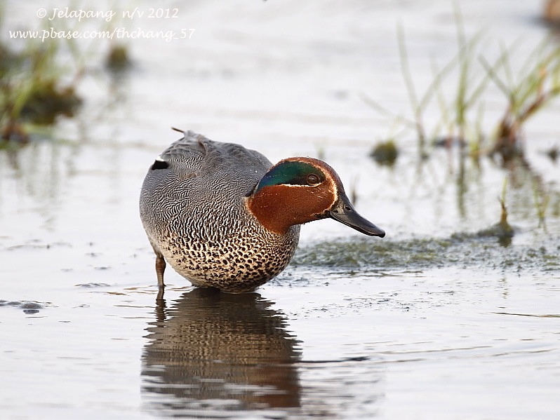 Common Teal/ Green-winged Teal (Anas crecca)