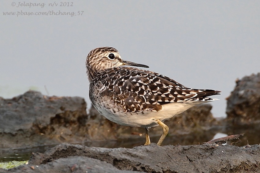 Wood Sandpiper (Tringa glareola)
