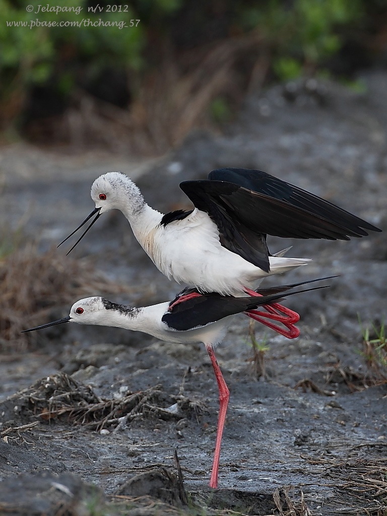 Black-winged Stilt (Himantopus himantopus)