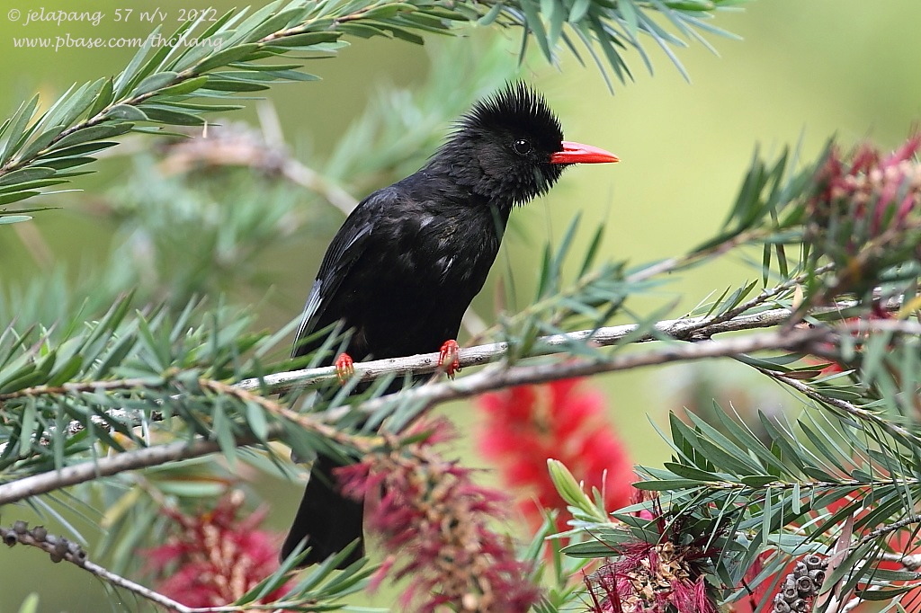 Black Bulbul (Hypsipetes leucocephalus)