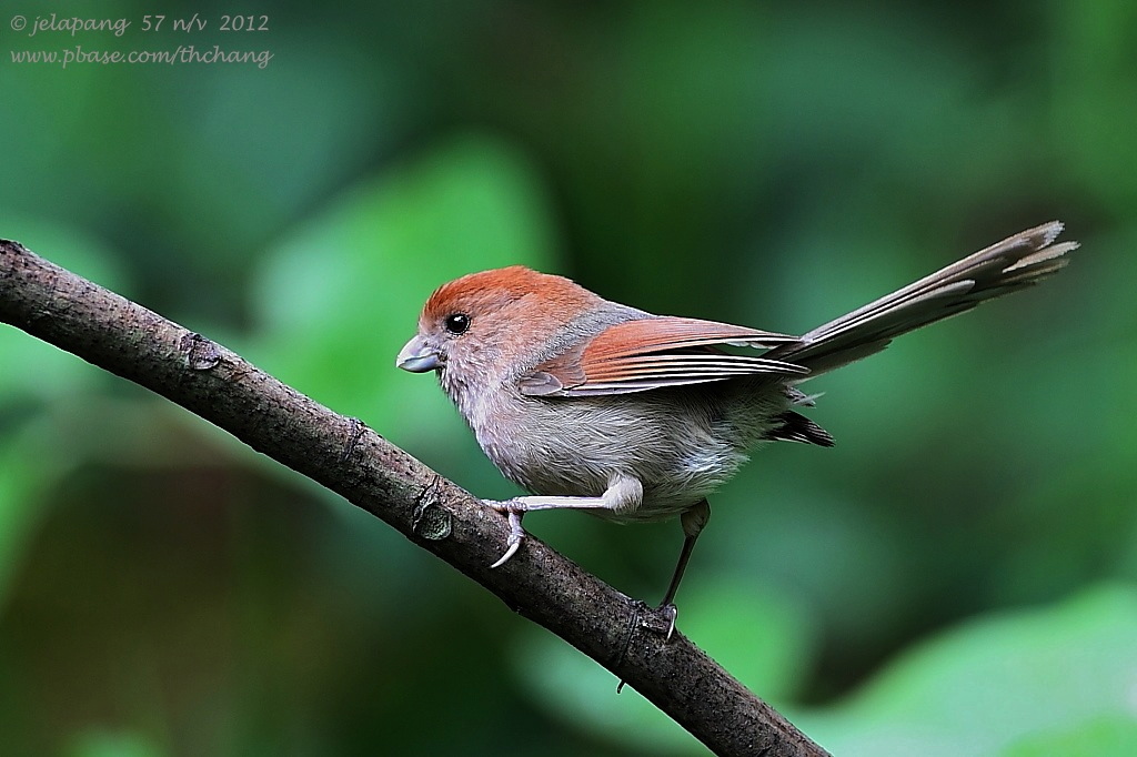 Vinous-throated Parrotbill (Paradoxornis webbianus)