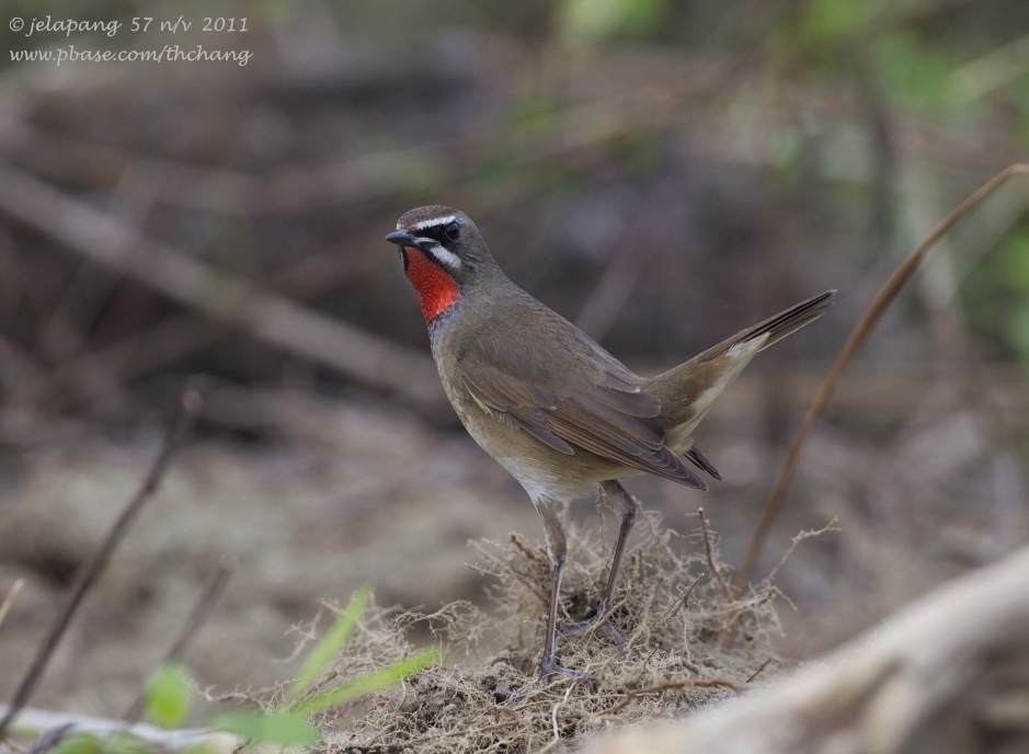 Siberian Rubythroat (Luscinia calliope)