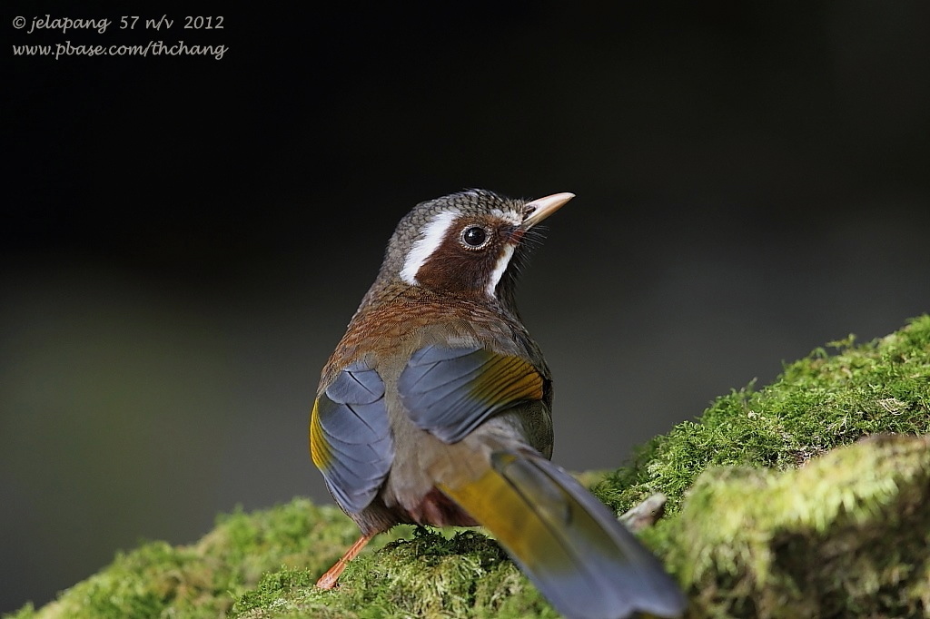 White-whiskered Laughing-thrush (Garrulax morrisonianus)