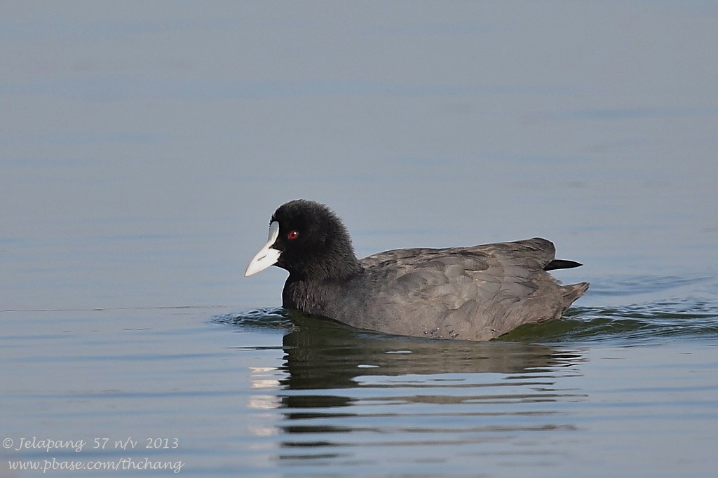 Common Coot (Fulica atra)
