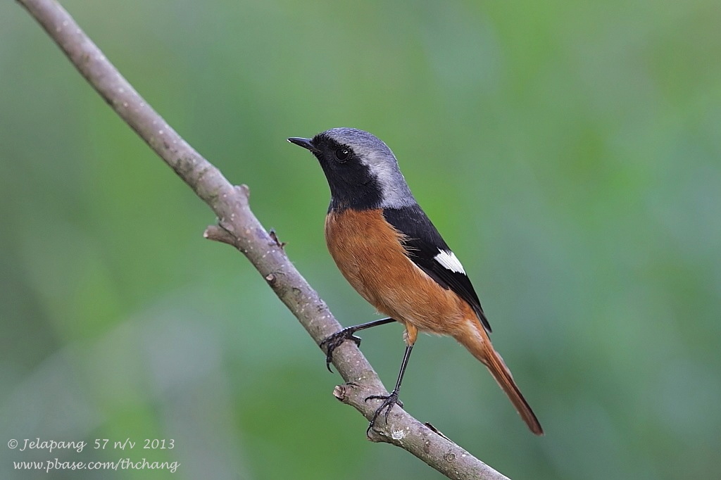 Daurian Redstart (Phoenicurus auroreus)