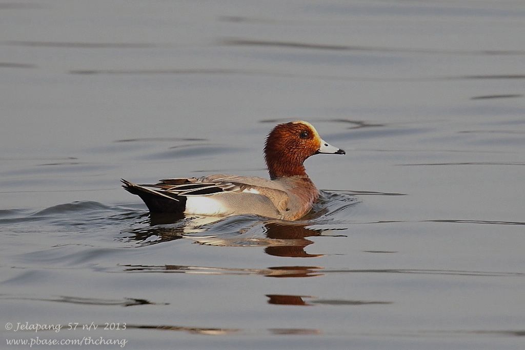 Eurasian Wigeon (Anas penelope)