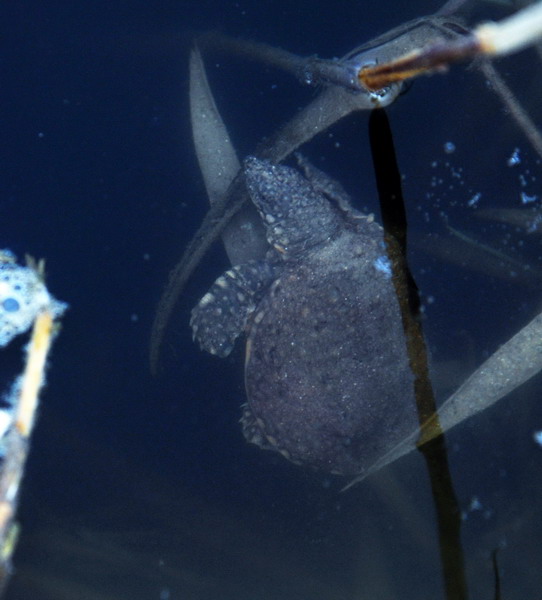  The first dive