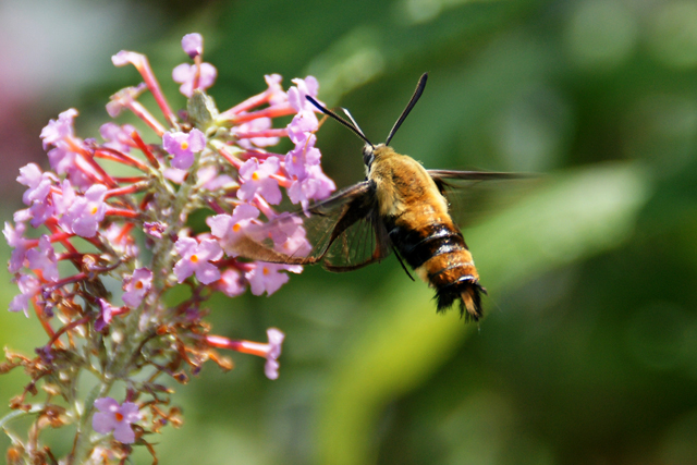 Snowberry Clearwing Moth is a small hummingbird moth