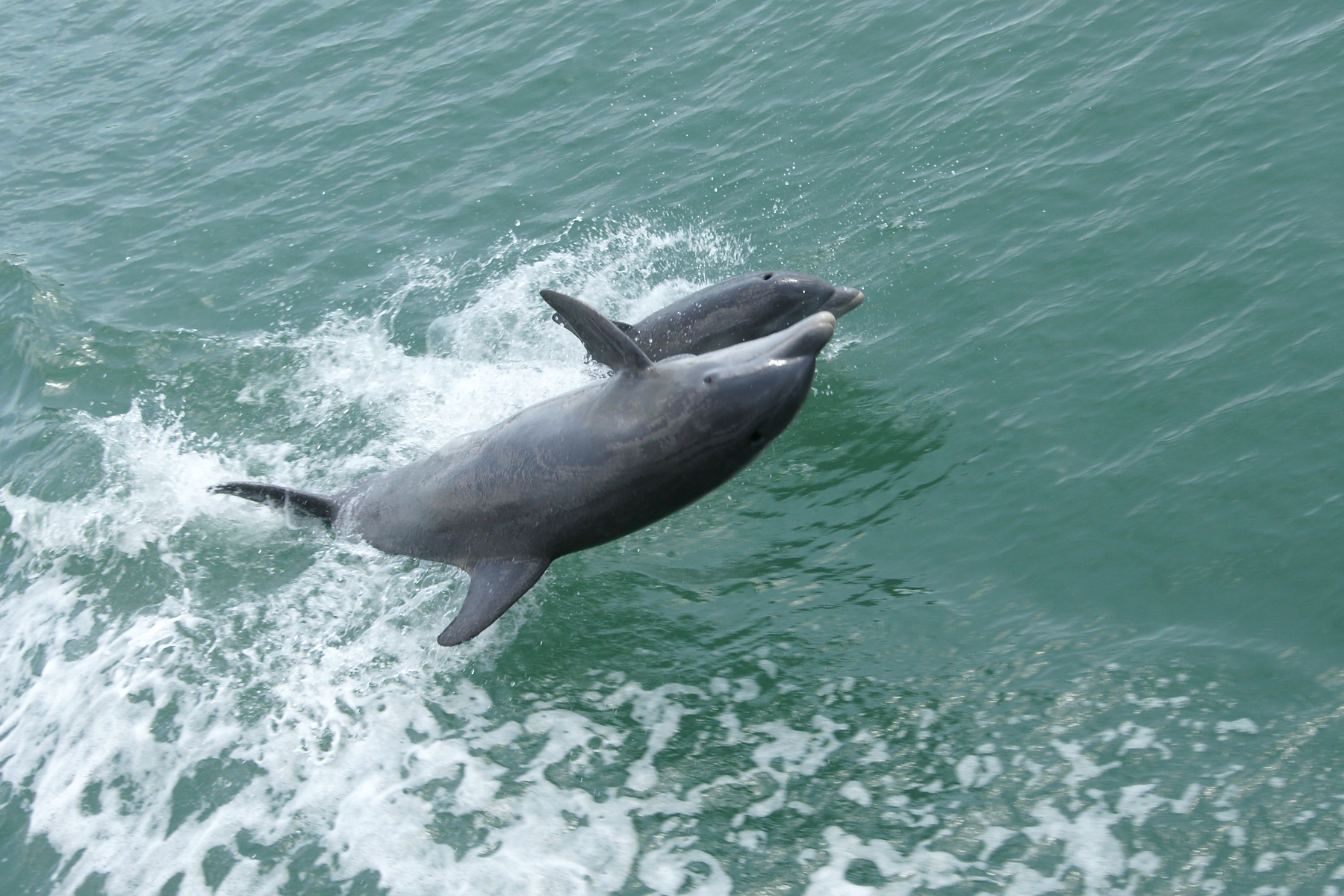 dolphins2.jpg