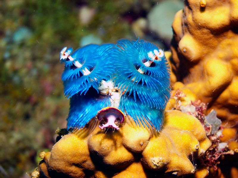 Christmas Tree Worm
