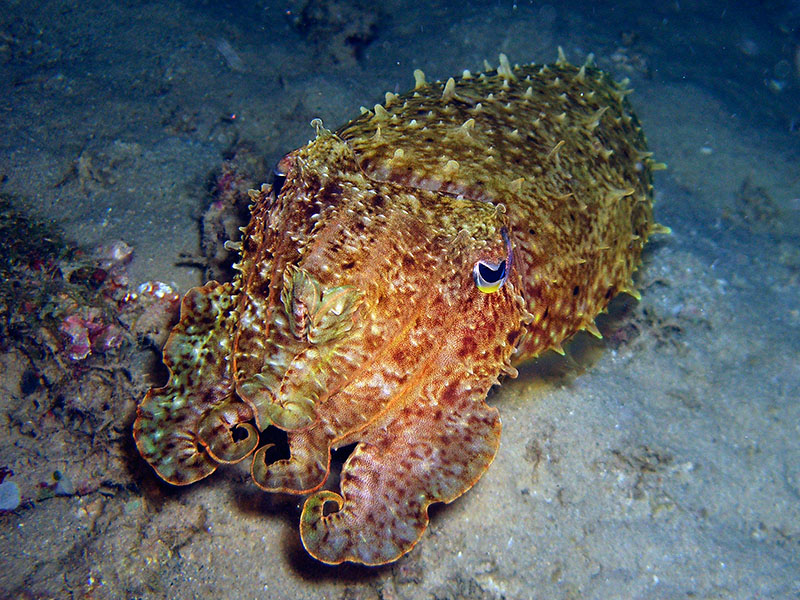 Angry Cuttlefish