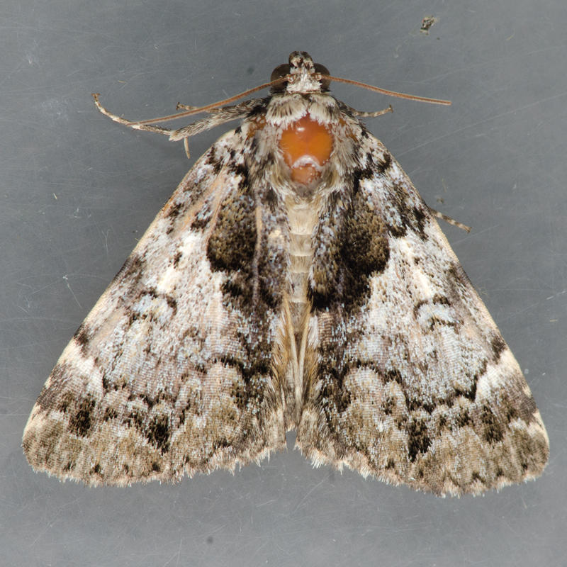 8721 False Underwing Moth - Allotria elonympha