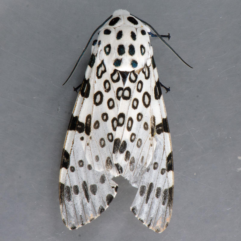 8146  Giant Leopard Moth - Hypercompe scribonia