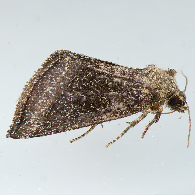 9741.1 Plagiomimicus heitzmani
