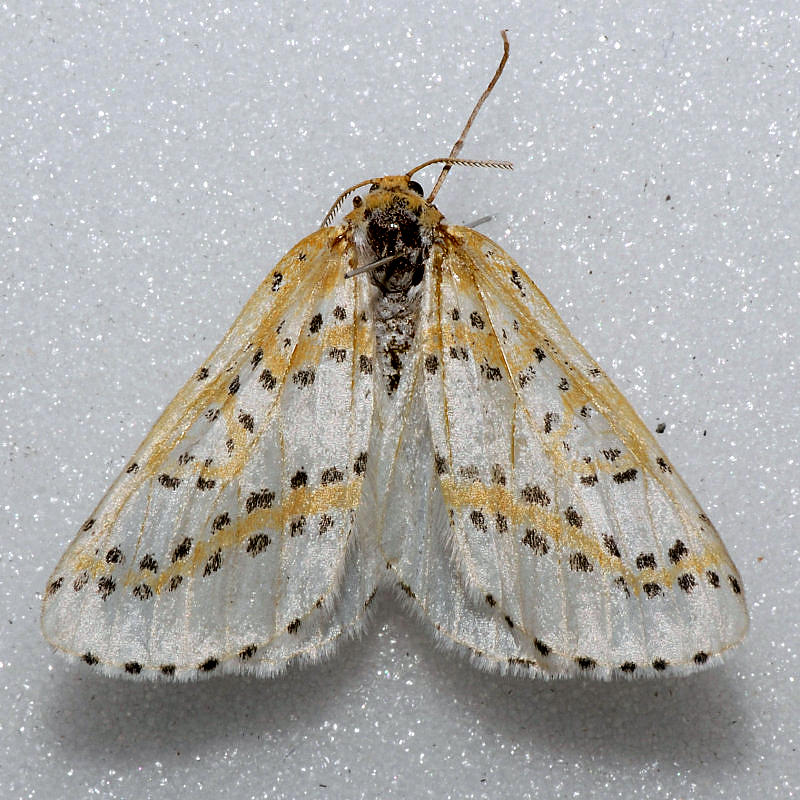 6851 Philtraea monillata