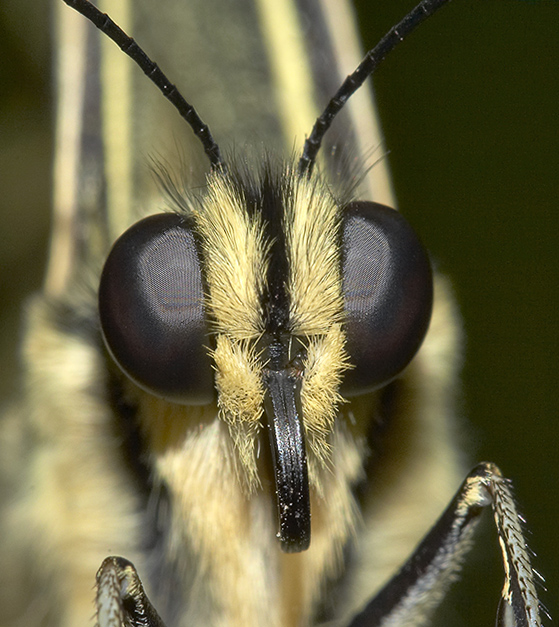 Butterfly  (Papilio machaon)