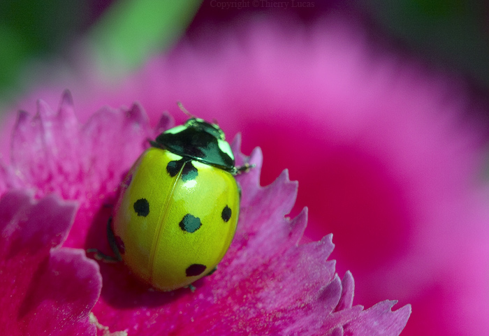 A green ladybird