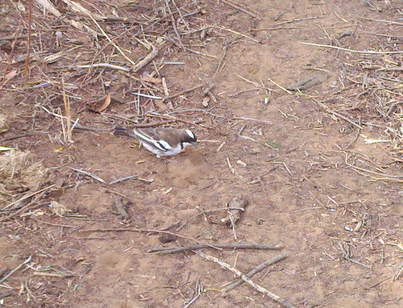 White-browed Sparrow Weaver