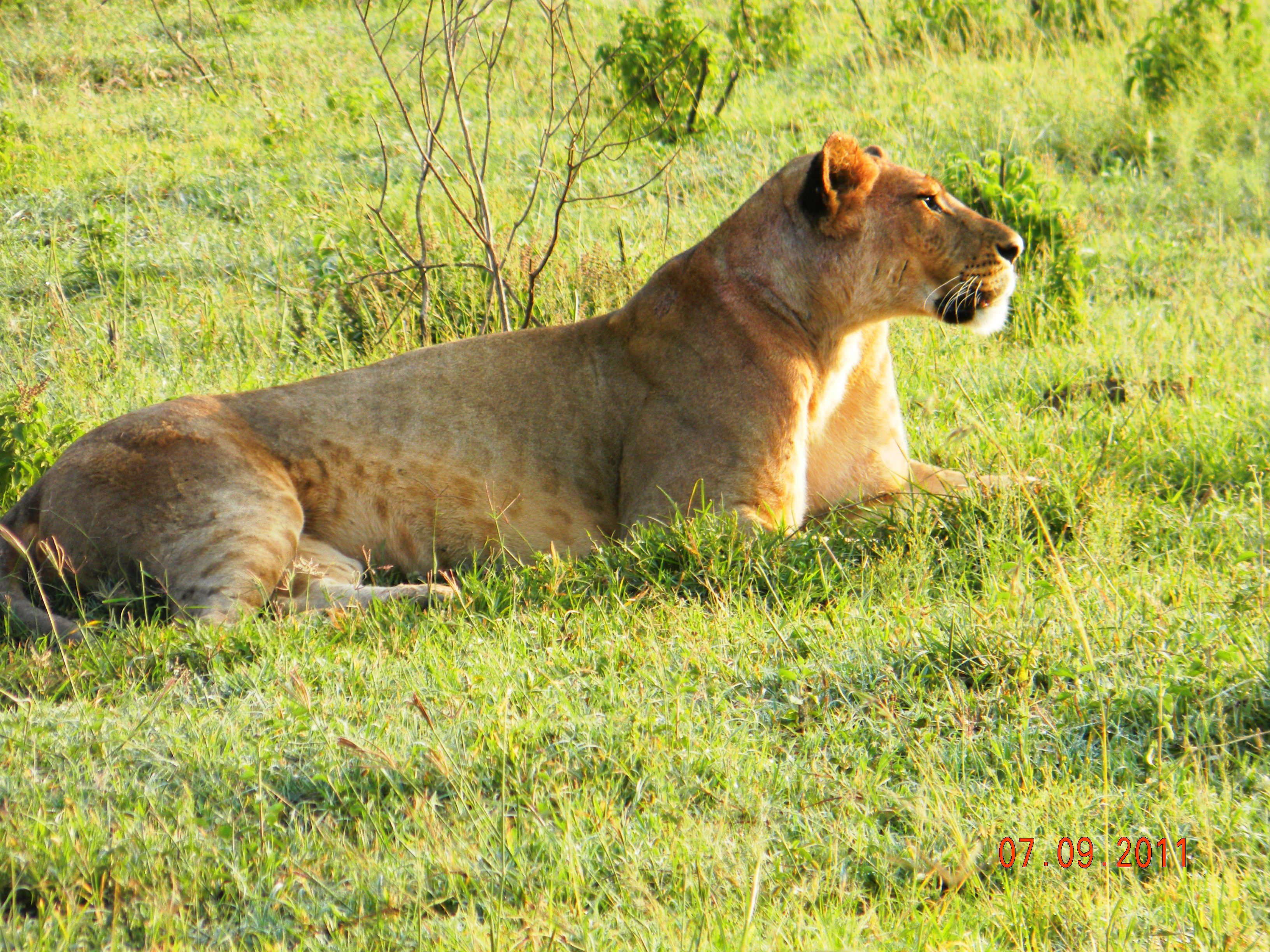 Lion