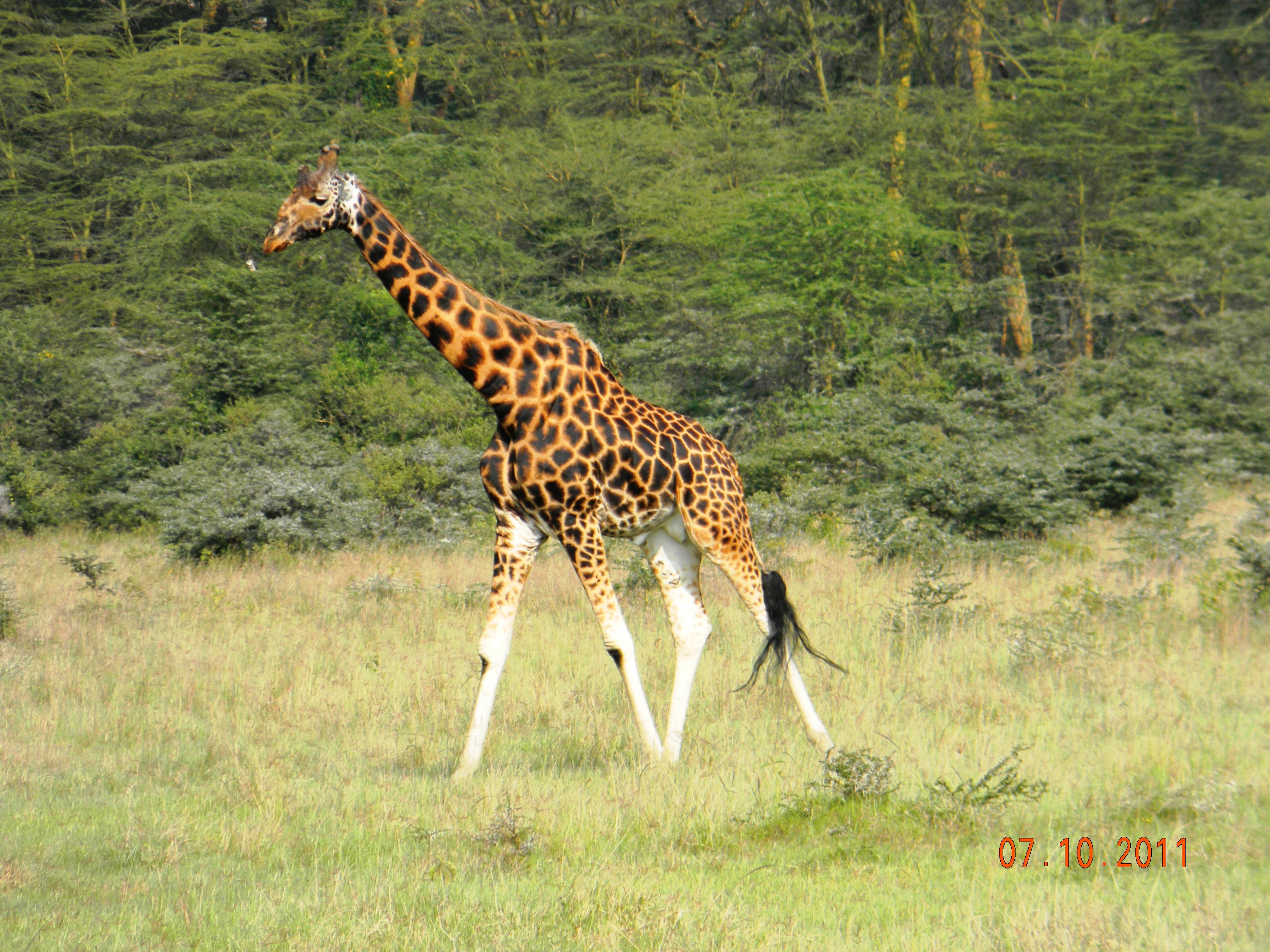 Melanistic Rothschild Giraffe